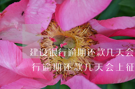 建设银行逾期还款几天会上征信吗-建设银行逾期还款几天会上征信吗知乎