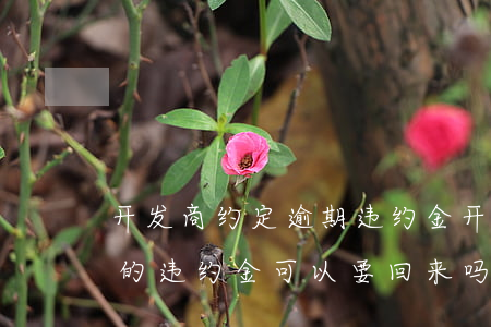 开发商约定逾期违约金(开发商违约逾期交房的,违约金可以要回来吗?)