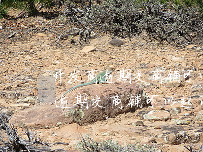开发商逾期交商铺可以起诉租金吗-开发商逾期交商铺可以起诉租金吗合法吗