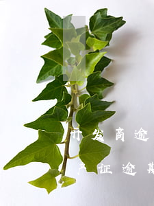 开发商逾期办理房产证起诉后多久有结果（房产证逾期多久会被起诉）