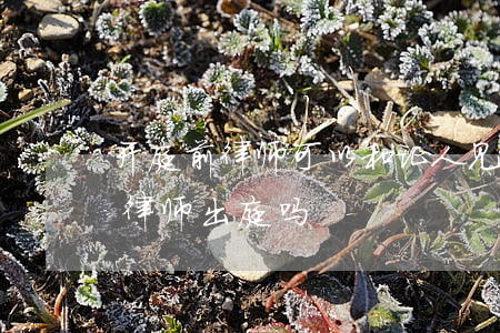开庭前律师可以和证人见面吗(证人可以委托律师出庭吗)
