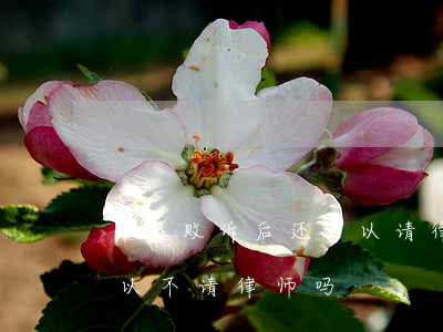 开庭败诉后还可以请律师吗(被起诉后开庭可以不请律师吗)