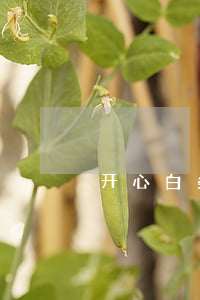 开心白条逾期了(白条逾期过)