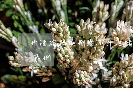 开设赌场减刑案例(开设赌场获利70万量刑案例)