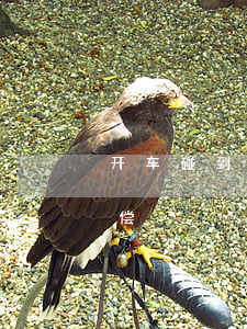 开车碰到孕妇如何赔偿,开车撞到孕妇怎么赔偿 开车碰到孕妇如何赔偿,开车撞到孕妇怎么赔偿