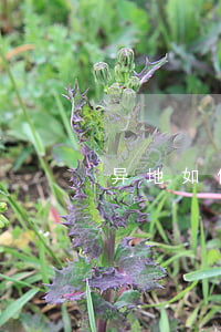 异地如何办理离婚