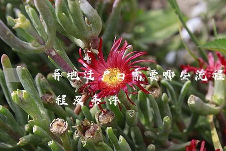 异地迁户口需要哪些流程(异地迁移户口的流程及条件)