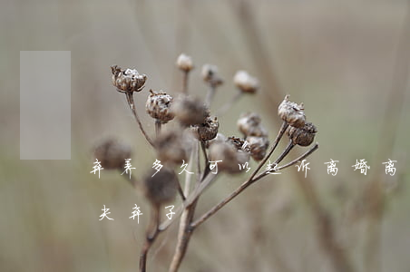 弃养多久可以起诉离婚(离家多久可以起诉抛夫弃子)
