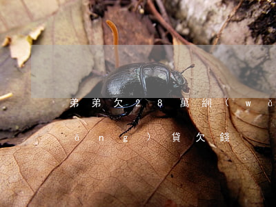 弟弟欠28萬網(wǎng)貸(弟弟網(wǎng)貸欠錢)