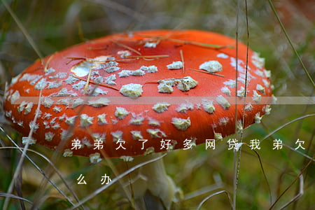 弟弟欠了好多网贷(我弟欠网贷好多钱我该怎么办)