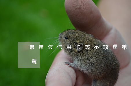 弟弟欠信用卡該不該還(弟弟欠信用卡該不該還)