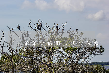 弟弟欠信用卡钱会怎样