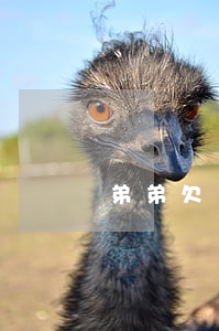 弟弟欠網貸父母要還嗎(弟弟欠網貸怎么辦)