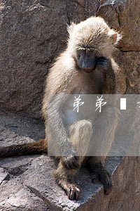 弟弟離婚了可女方不遷戶(hù)口怎么辦