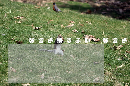 张宝进消费逾期-张宝进消费逾期