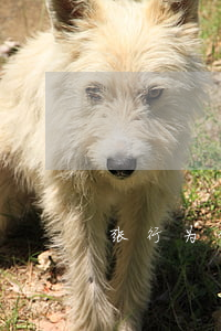 张行为什么坐牢(张行现在情况)