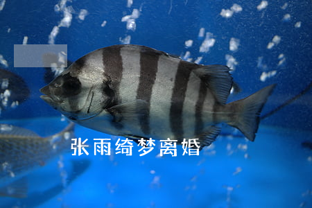 张雨绮梦离婚