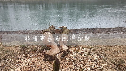 弱智偷东西法律条款