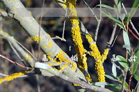 張嘉譯離婚了嗎(張嘉譯什么時候離的婚)