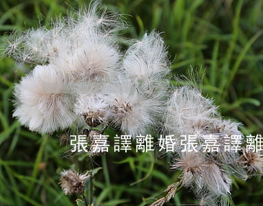 張嘉譯離婚(張嘉譯離婚男)