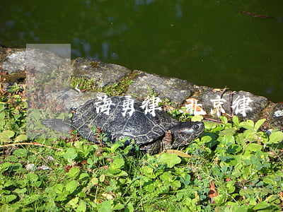 張海勇律師(北京律師張勇)