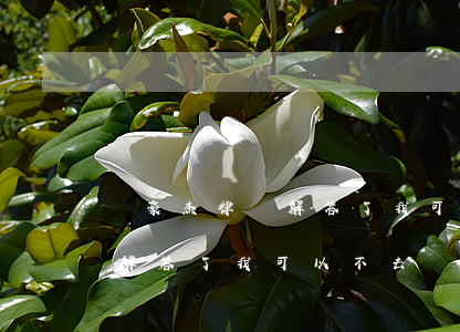 張豪杰律師解答了我可以不去嗎(張豪杰律師解答了我可以不去嗎)
