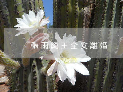張雨綺王全安離婚