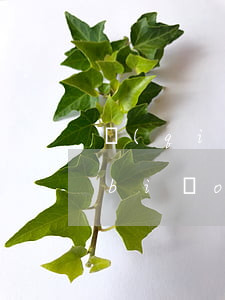 強(qiáng)制保險(xiǎn)標(biāo)志未申請逾期怎么辦-強(qiáng)制保險(xiǎn)標(biāo)志未申請逾期怎么辦理