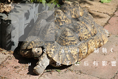 強(qiáng)制執(zhí)行對(duì)孩子以后有影響嗎(強(qiáng)制執(zhí)行會(huì)影響家人嗎)