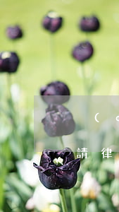 強(qiáng)制執(zhí)行還需要請律師嗎(申請強(qiáng)制執(zhí)行如果不請律師是不是不好辦)