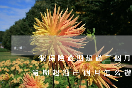 強制保險逾期超過三個月怎么辦-強制保險逾期超過三個月怎么辦理