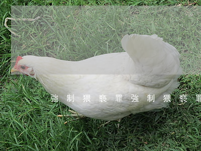 強制猥褻罪(強制猥褻罪)