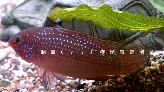 強制醫(yī)療是裁定還是決定