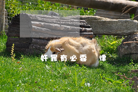 強奸罪有必要請律師嗎(強奸罪有必要請律師嗎)