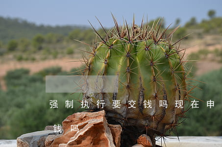 强制执行要交钱吗(现在申请强制执行需要交钱吗)