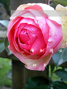 强制措施的种类(以下不属于行政强制措施的种类)