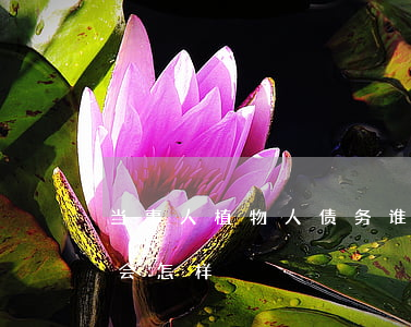 当事人植物人债务谁来偿还（植物人欠信用卡会怎样）