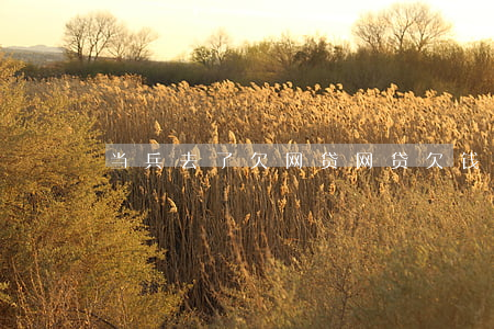 当兵去了欠网贷(网贷欠钱能去当兵吗)