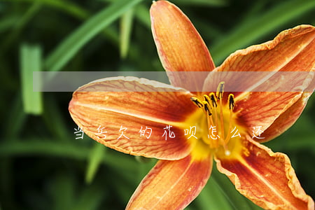 当兵欠的花呗怎么还