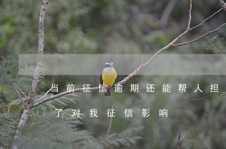 当前征信逾期还能帮人担保吗(替人担保逾期了对我征信影响)