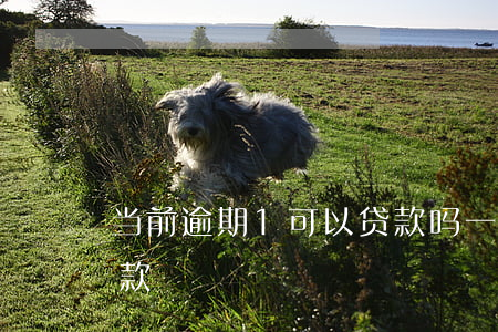 当前逾期1可以贷款吗(一年前逾期能不能贷款)