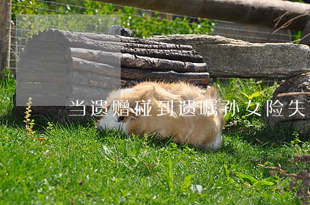 当“遗赠”碰到“遗嘱” 孙女险失奶奶遗产