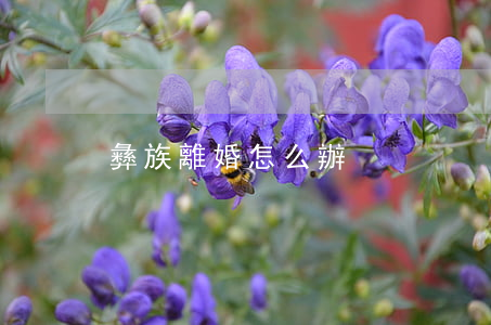 彝族離婚怎么辦