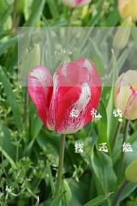 彩礼收了结婚后又离婚(结婚后又离婚了彩礼钱还能要回来吗)