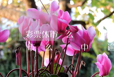彩票休市這么長時間中獎會逾期嗎-彩票休市這么長時間中獎會逾期嗎