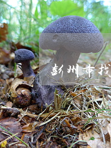彭州市找个债务官司律师在线咨询