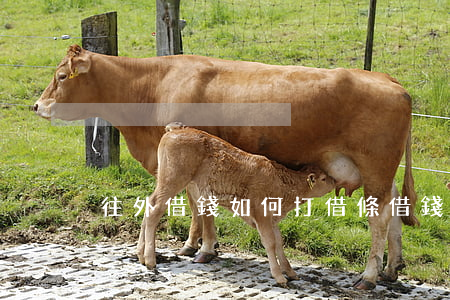往外借錢如何打借條(借錢給別人打借條)