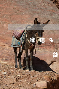 征信3次逾期車貸好過嗎(征信有過兩次逾期車貸能過嗎)