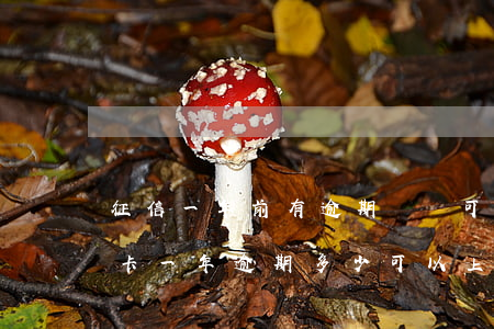 征信一年前有逾期記錄可以辦信用卡嗎（信用卡一年逾期多少可以上征信）