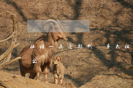 征信一次逾期影響多大(征信逾期一次影響什么)